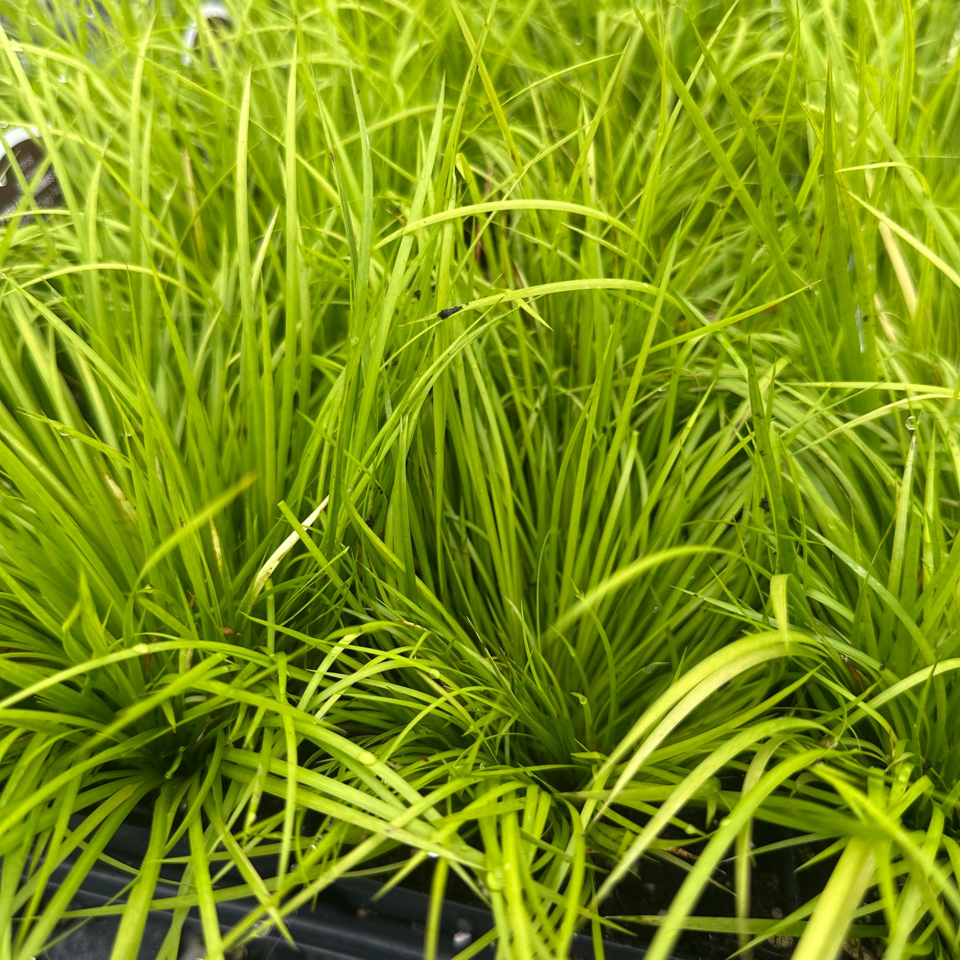 Acorus gramineus Minimum Aureus 1Q