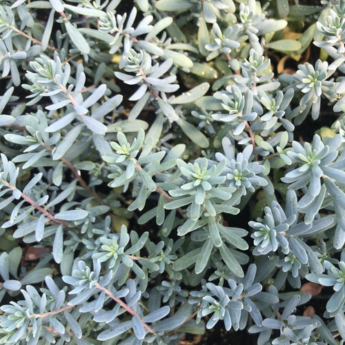 Aethionema grandiflorum 3.25"