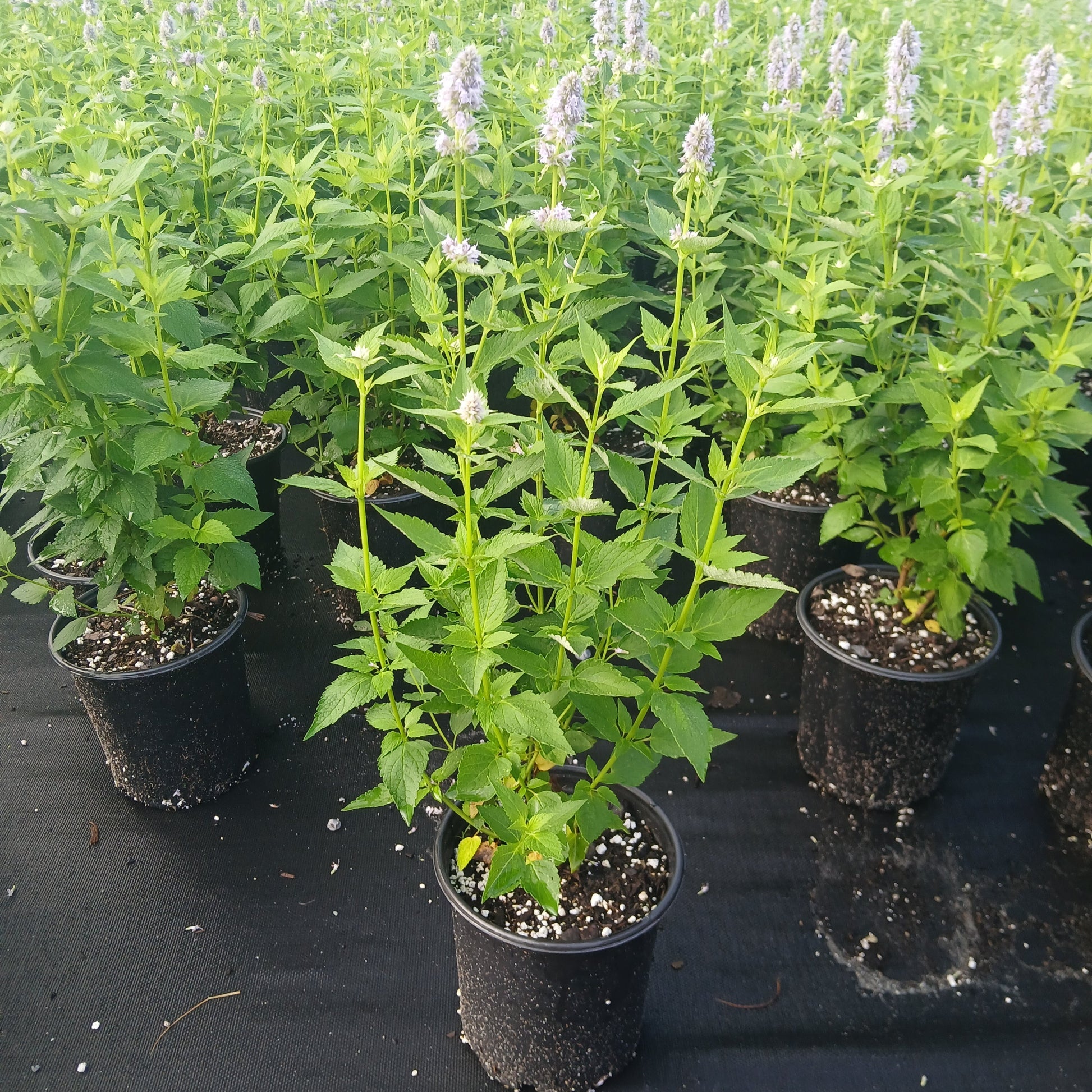 Agastache x Blue Fortune 1G