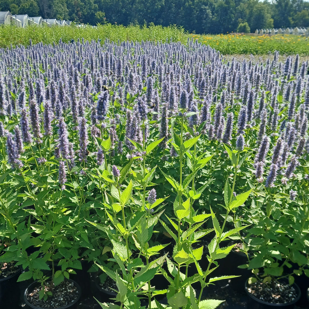 Agastache x Blue Fortune 1G