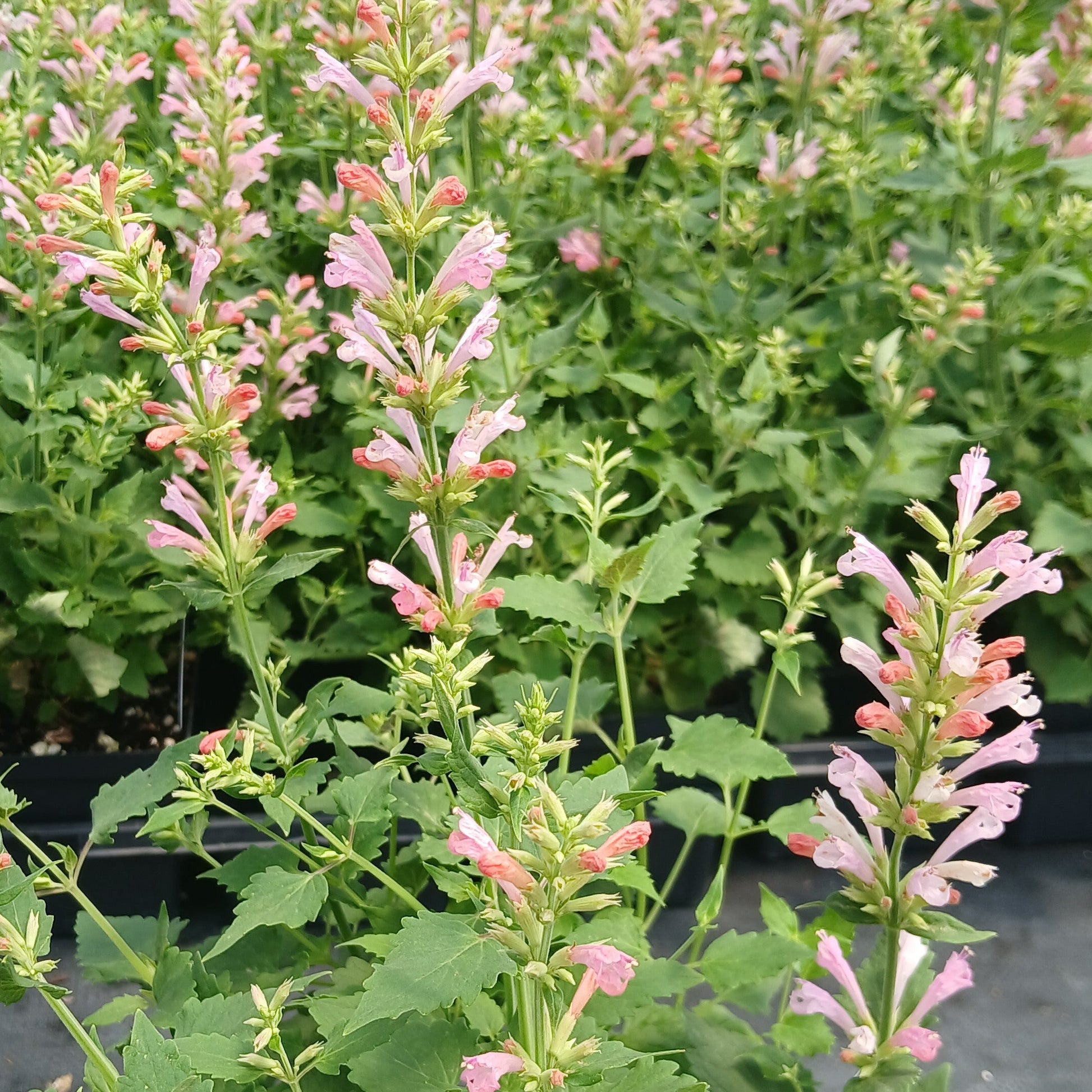 Agastache x Pink Pearl 1Q