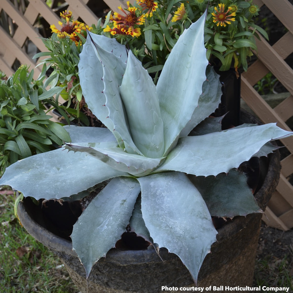 Agave ovatifolia Frosty Blue 1Q