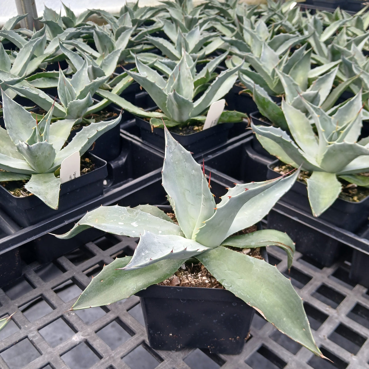 Agave ovatifolia Frosty Blue 1Q