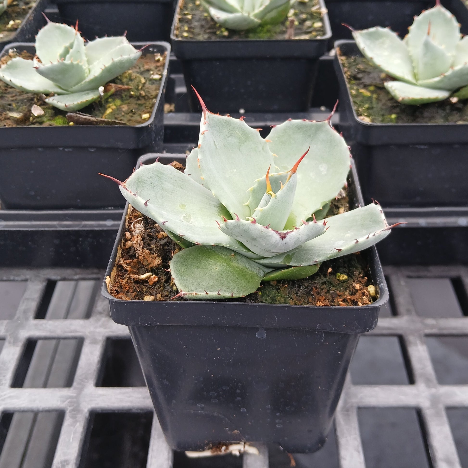 Agave parryi ssp. truncata 3.25"