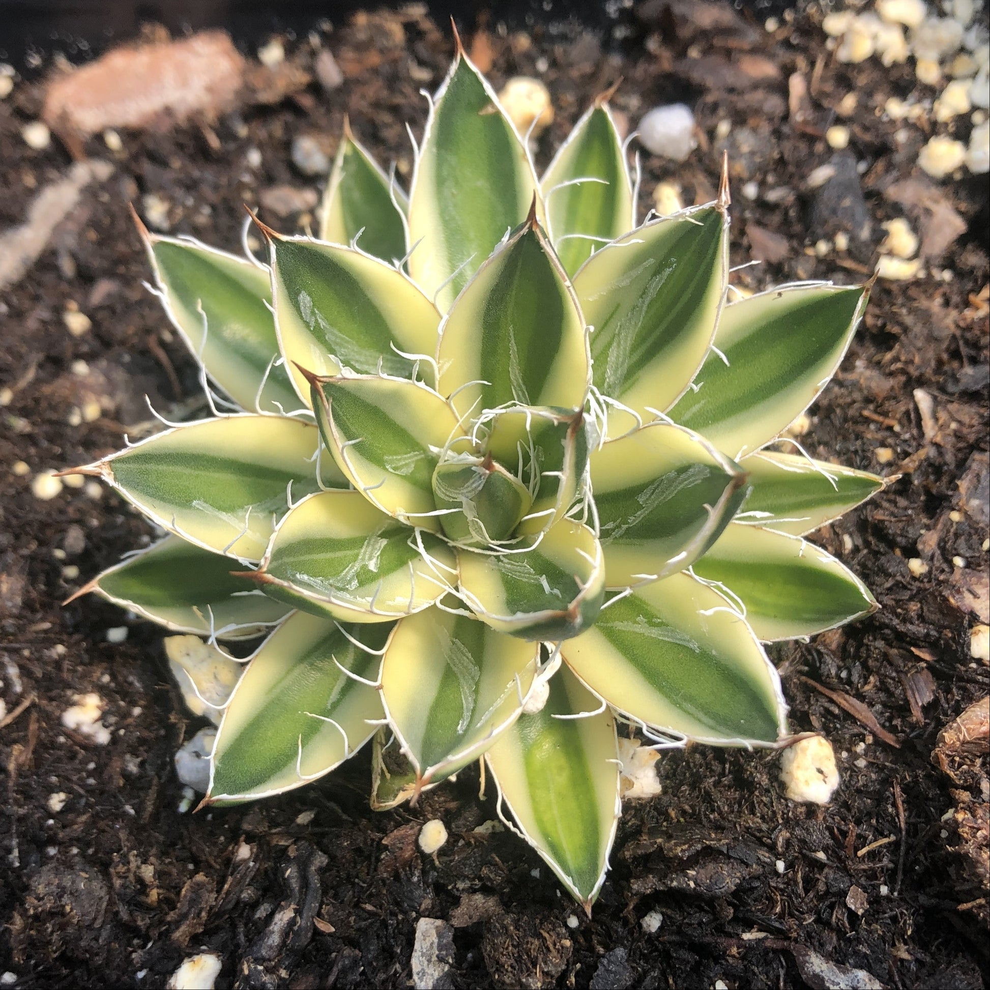 Agave schidigera Royal Flush 3.25"