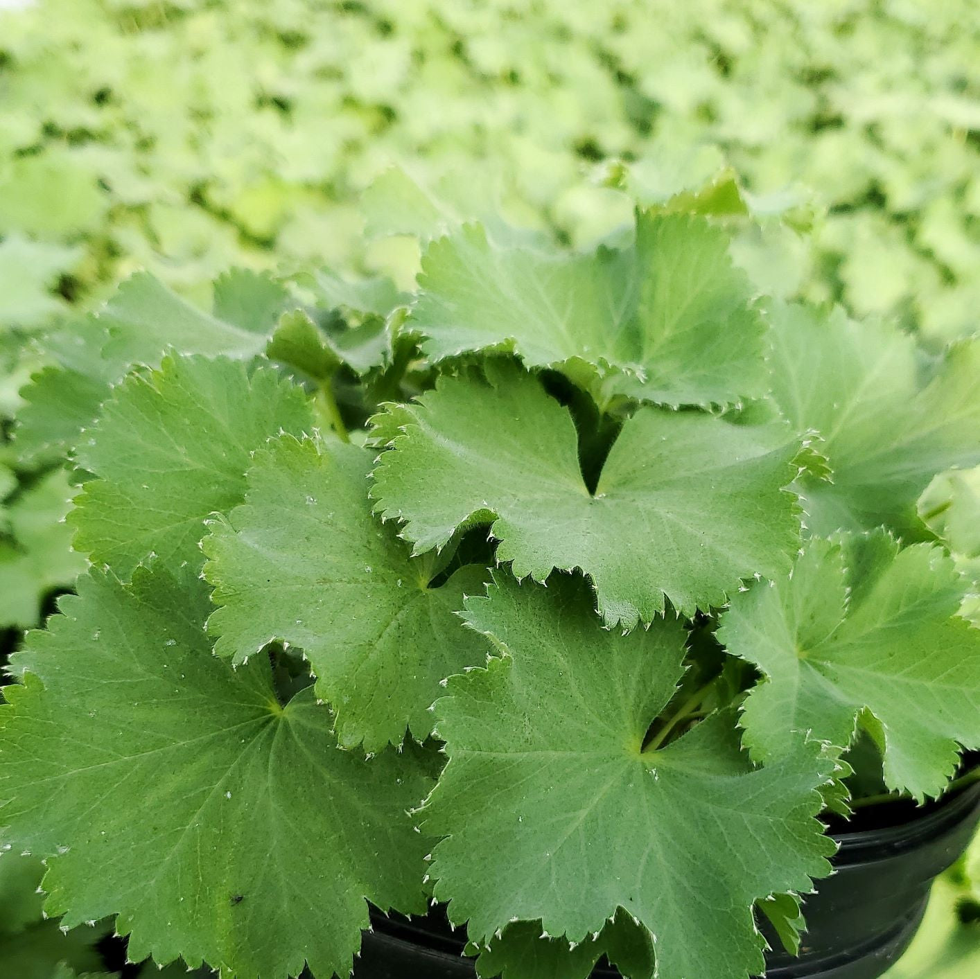 Alchemilla mollis 1G