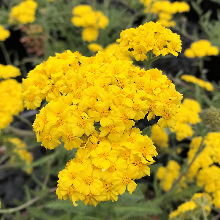 Achillea millefolium Little Moonshine 1G