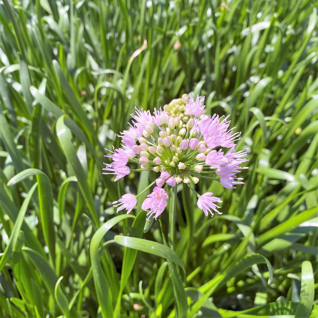 Allium x Summer Beauty DP50