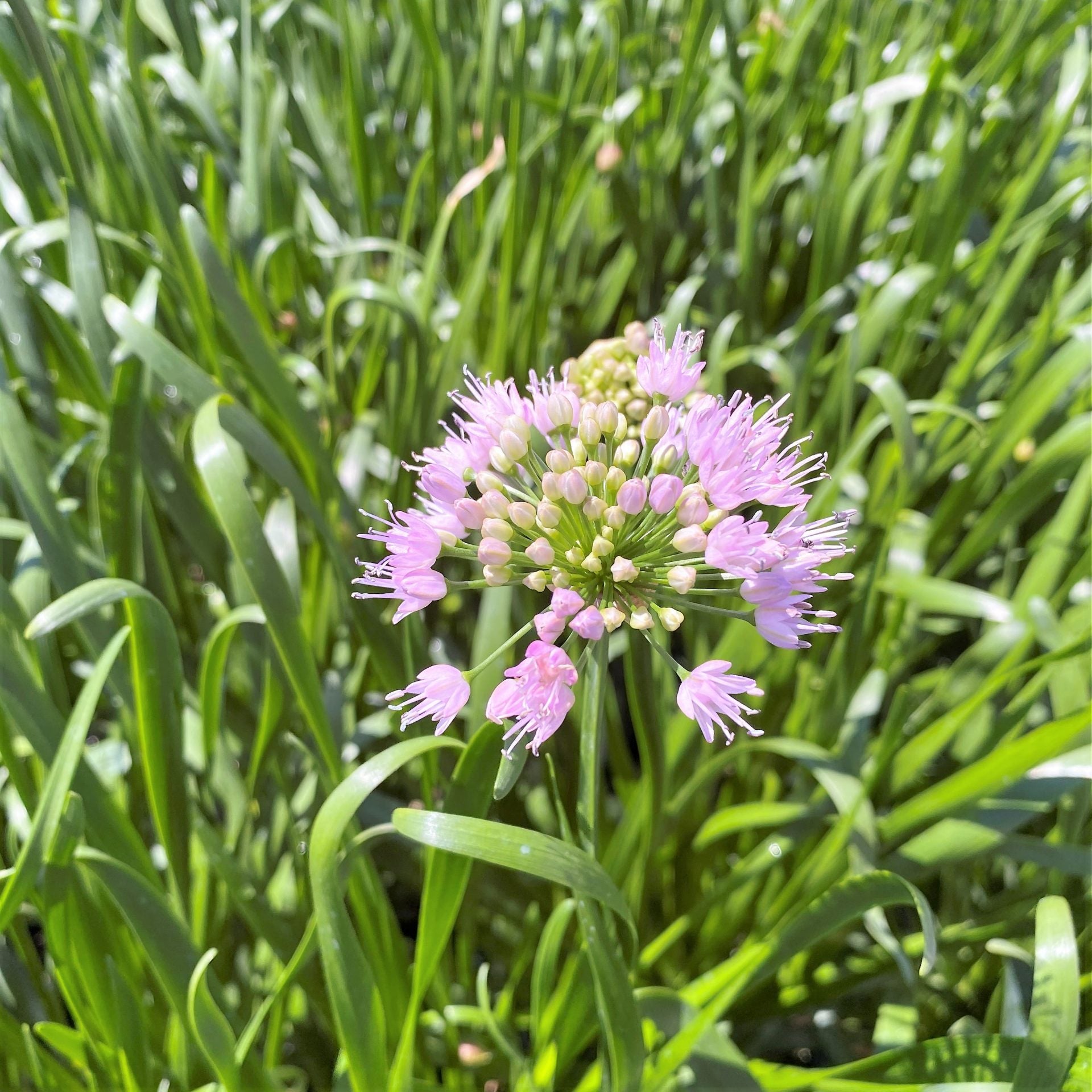 Allium x Summer Beauty DP50