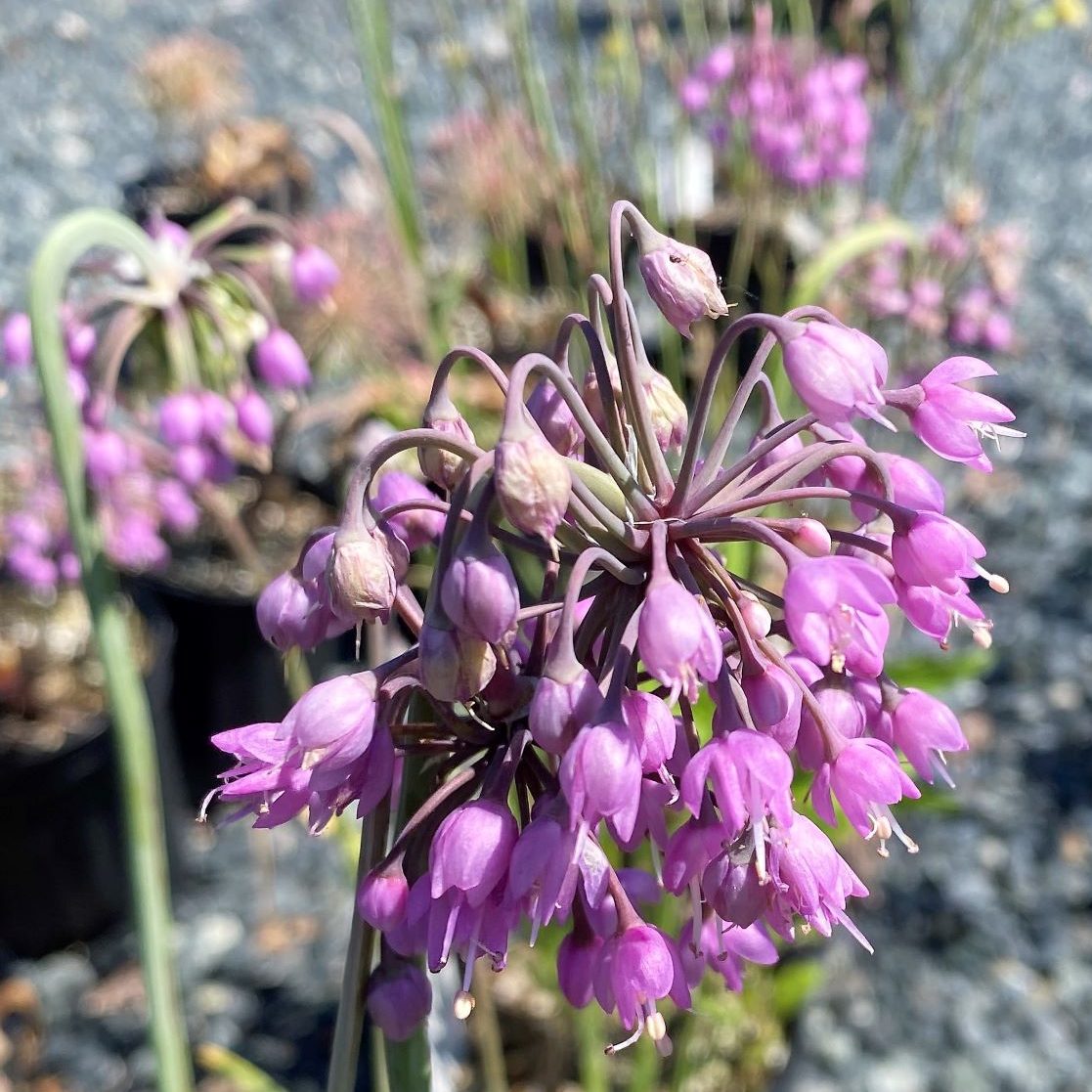 Allium cernuum DP50