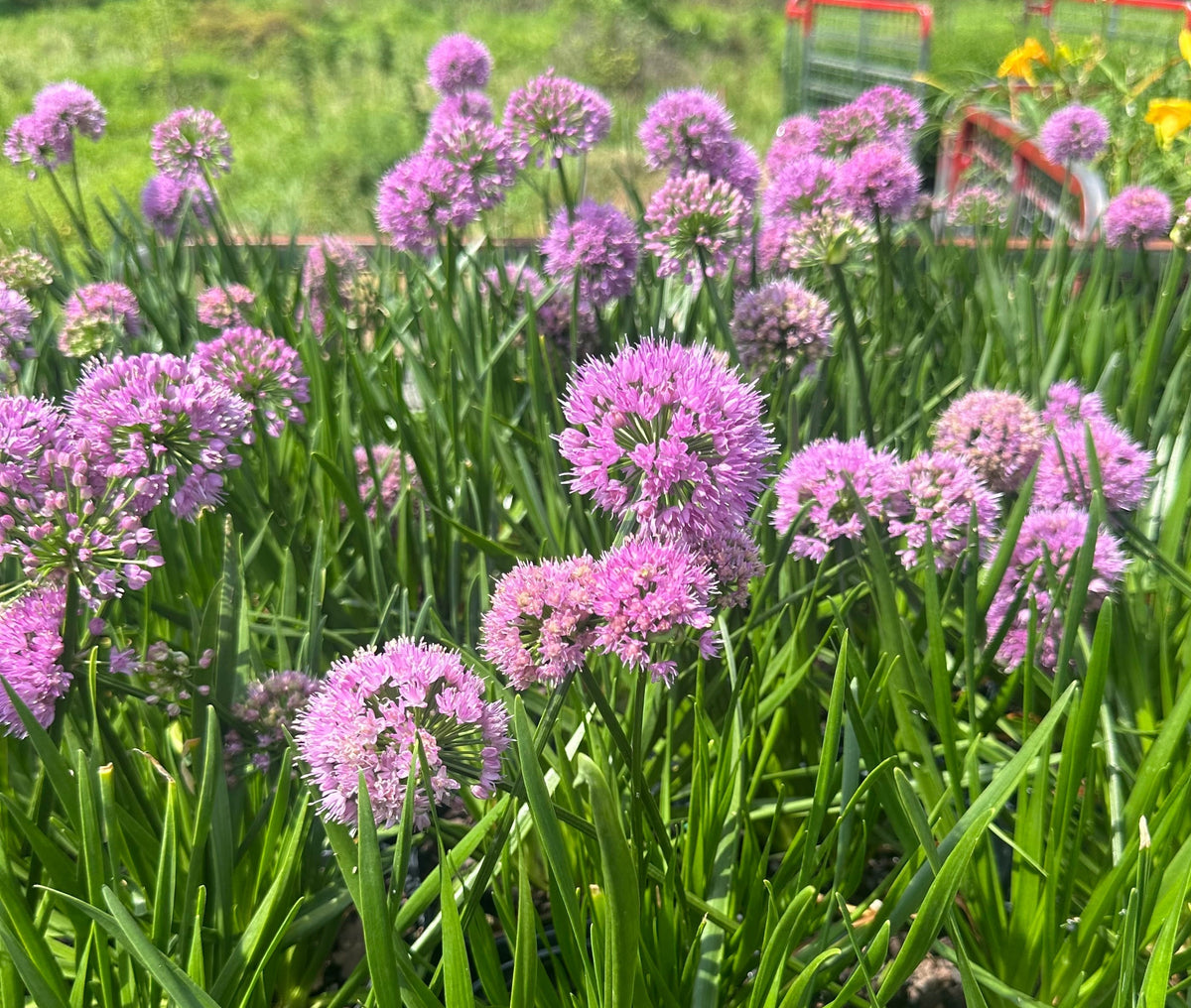 Allium x Millenium 1G