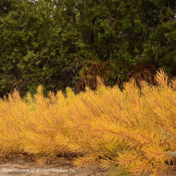 Amsonia x String Theory 2G