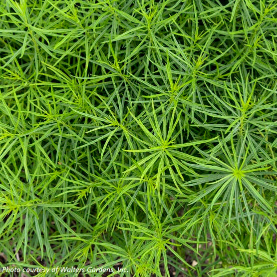 Amsonia x String Theory 2G