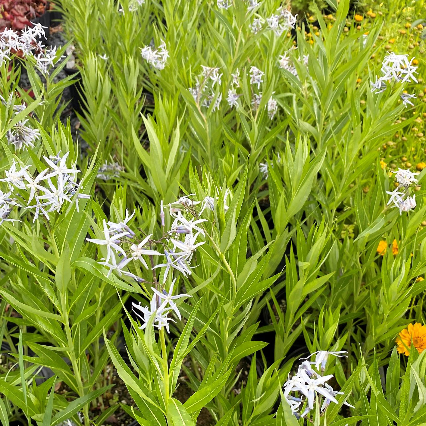 Amsonia tabernaemontana var. salicifolia DP50