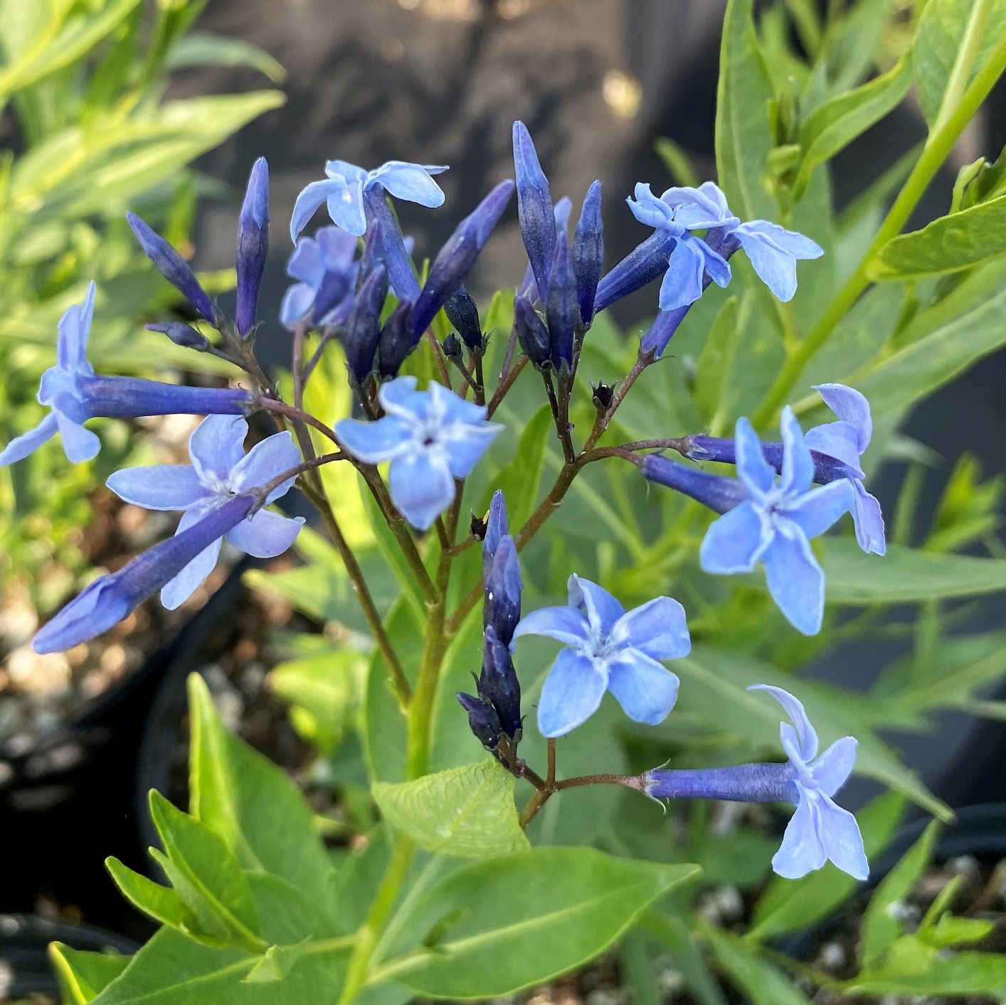 Amsonia x Blue Ice DP50