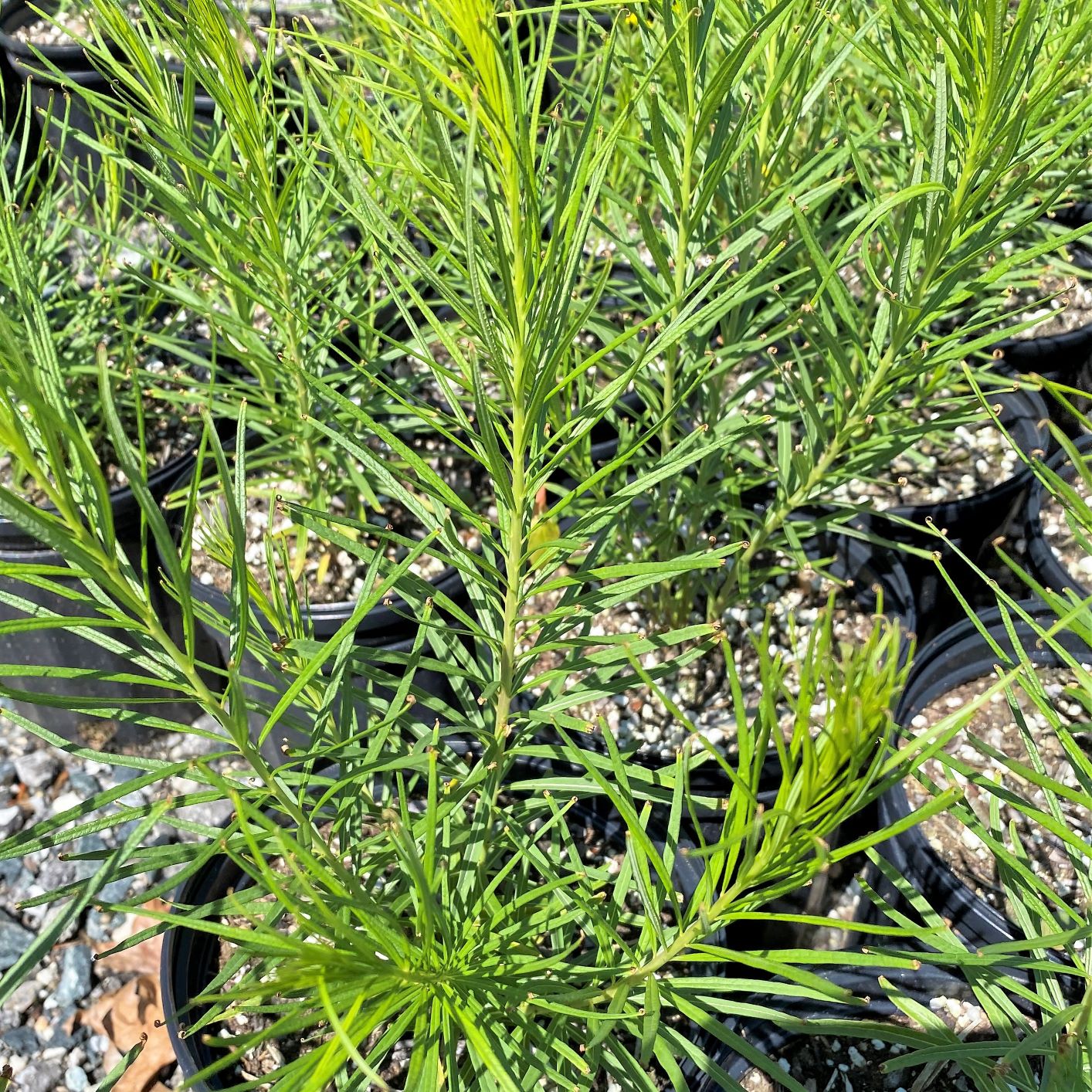 Amsonia hubrichtii DP50