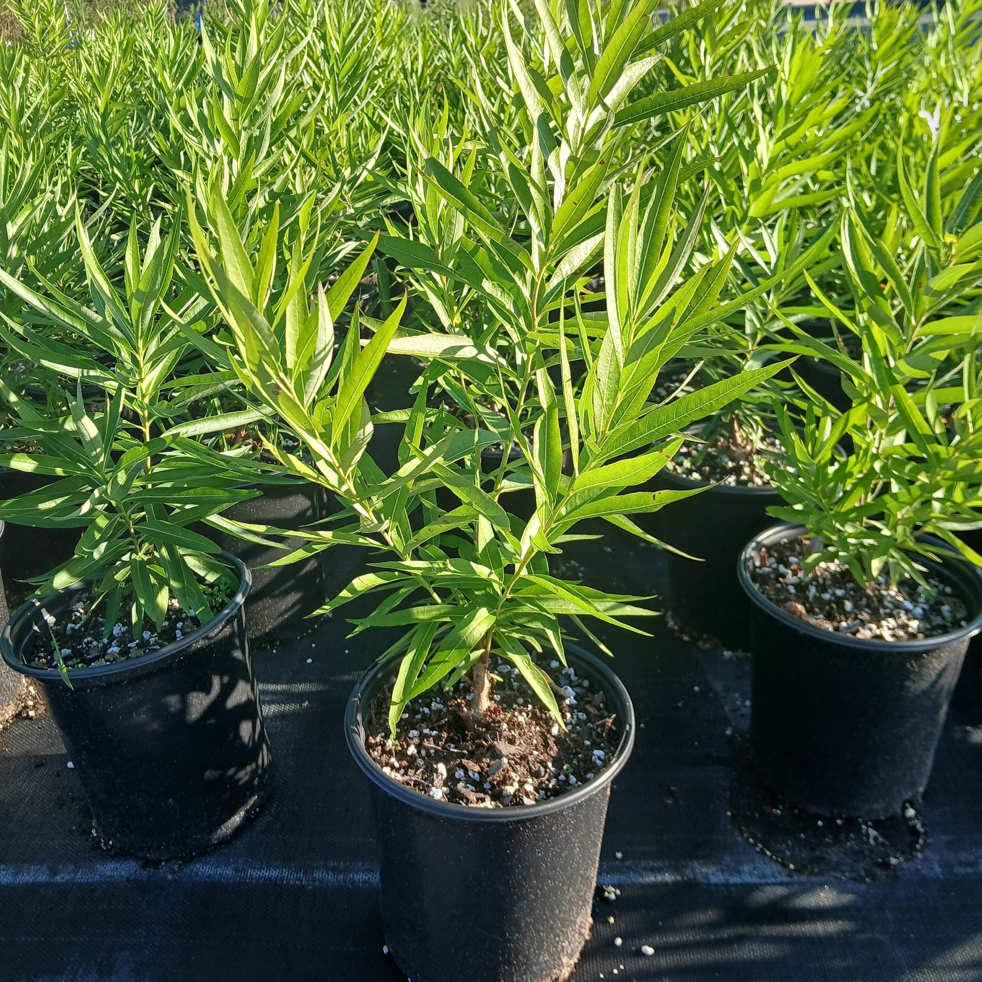 Amsonia illustris 1G