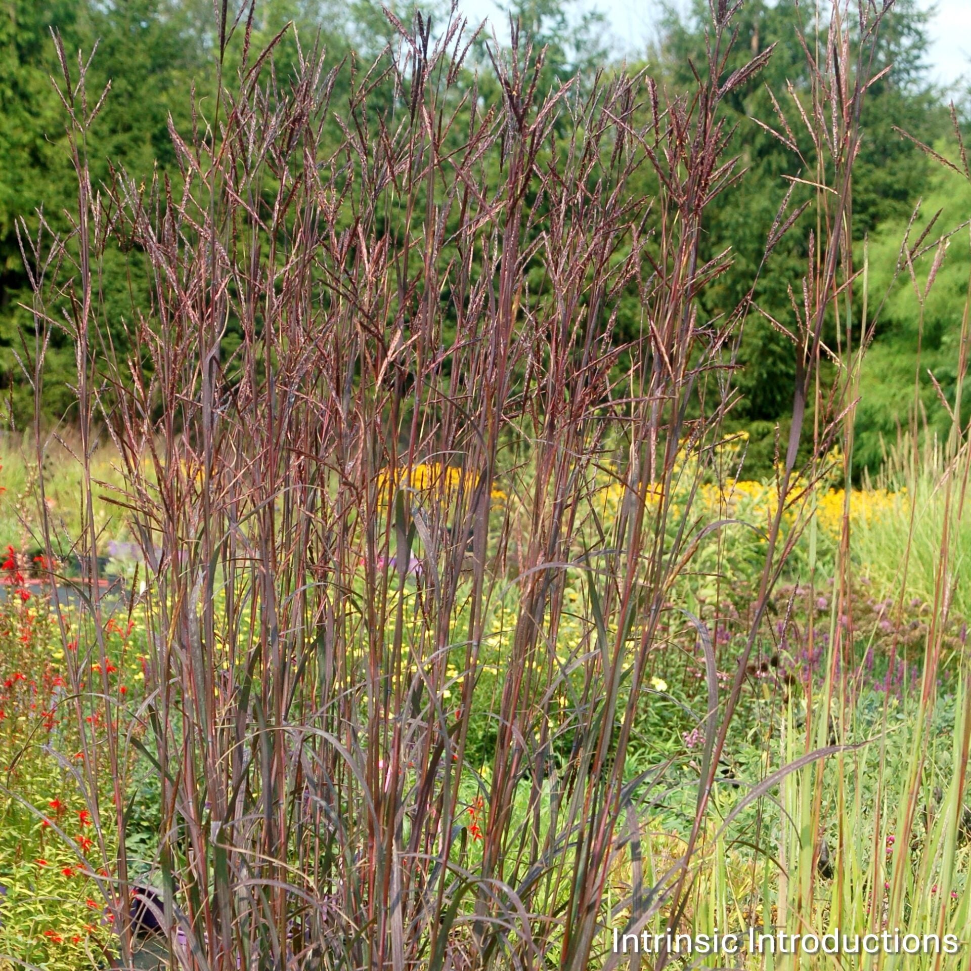 Andropogon gerardii Black Stallion 1G