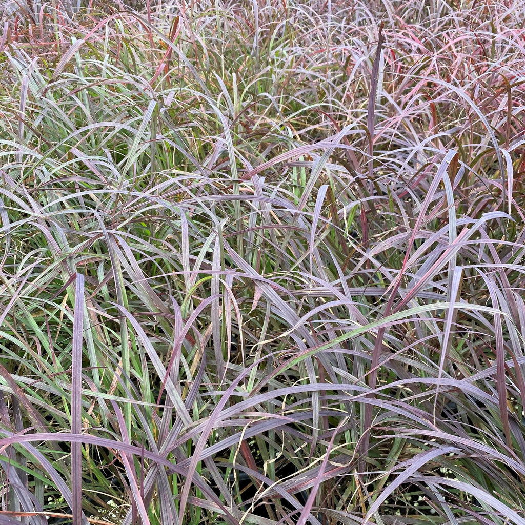 Andropogon gerardii Black Stallion 1G