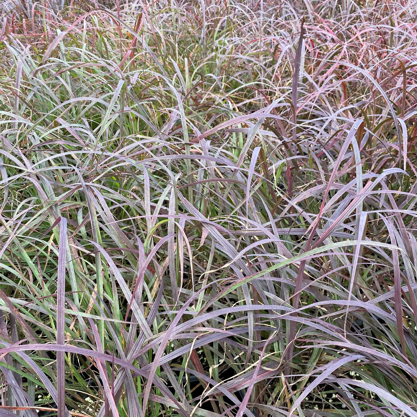 Andropogon gerardii Black Stallion 1G