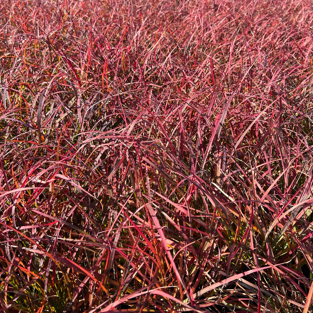 Andropogon gerardii Black Stallion 1G