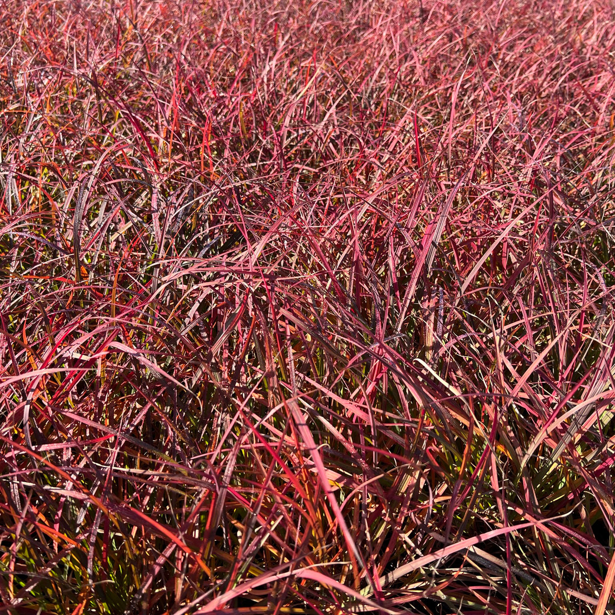 Andropogon gerardii Black Stallion 1G