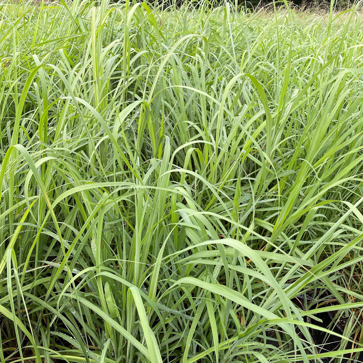 Andropogon gerardii 1G