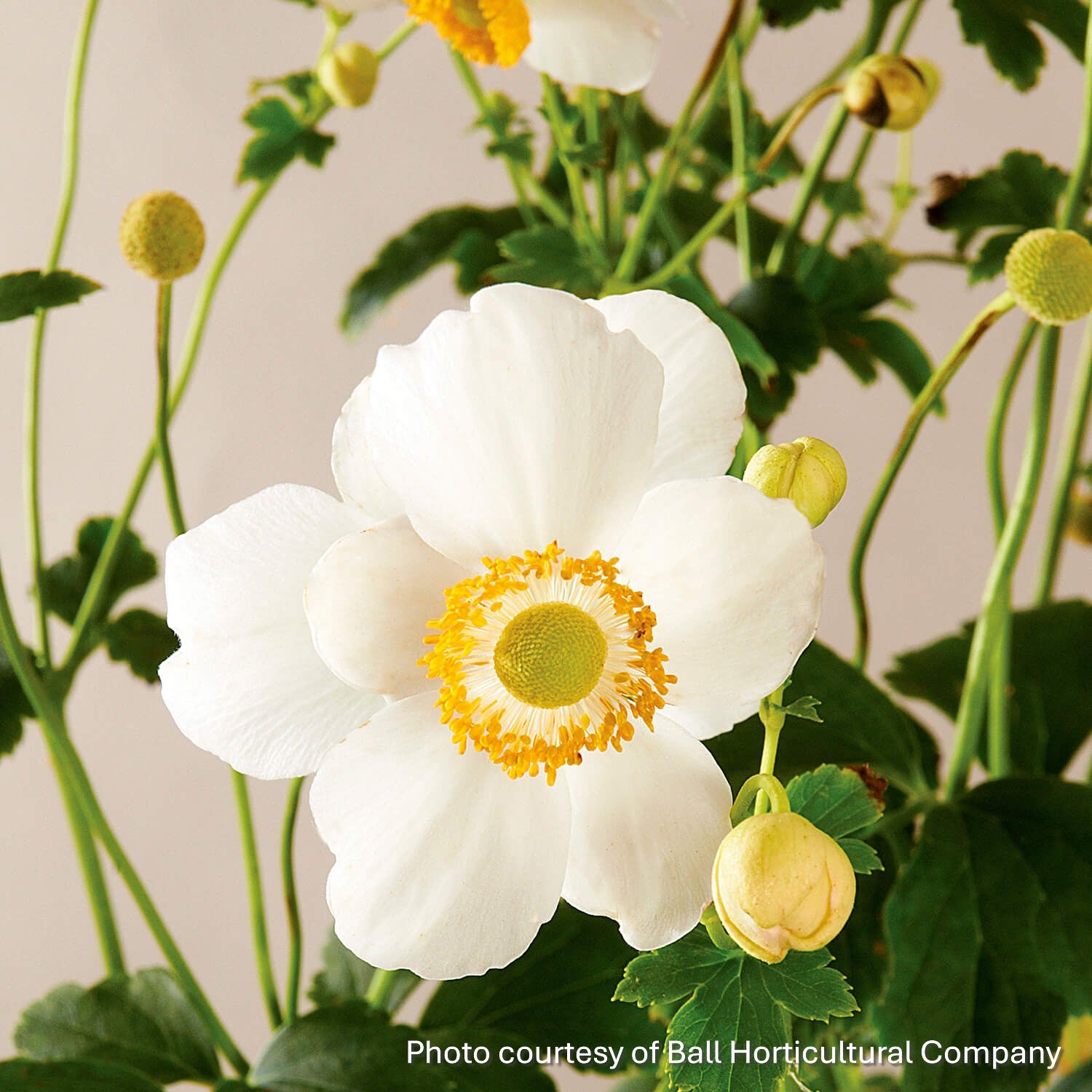 Anemone hupehensis Pretty Lady Maria 1G