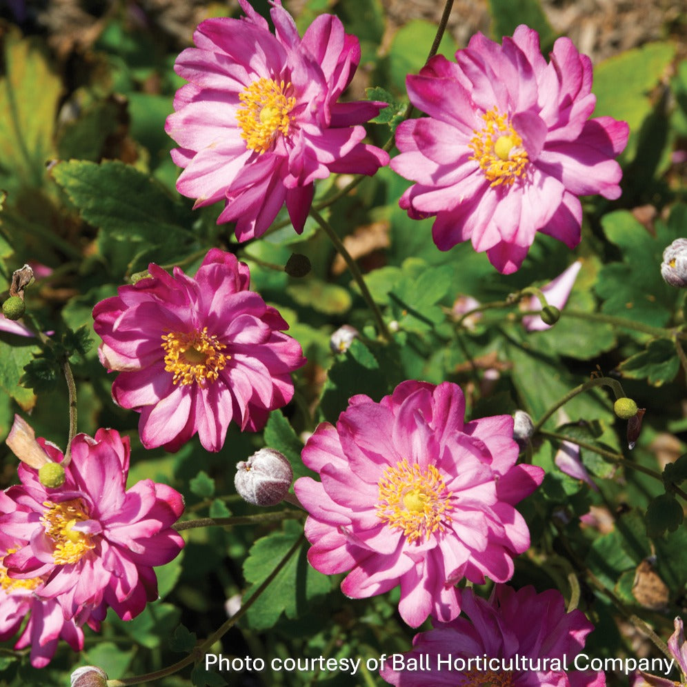 Anemone hupehensis Pretty Lady Julia 1G