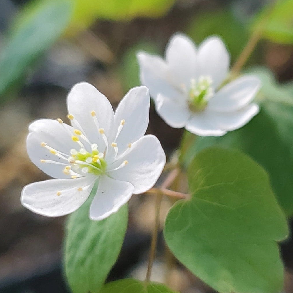 Anemonella thalictroides 3.25"