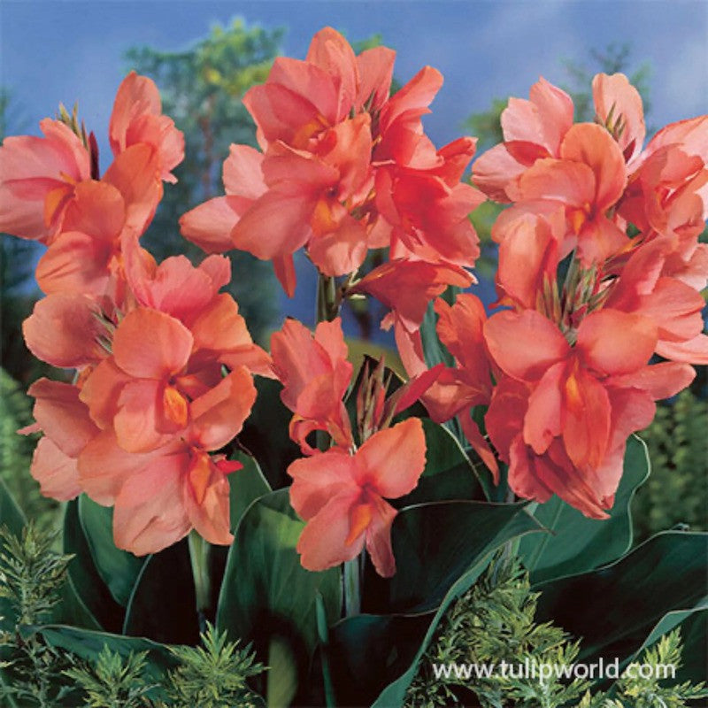 Canna Apricot Frost 1G