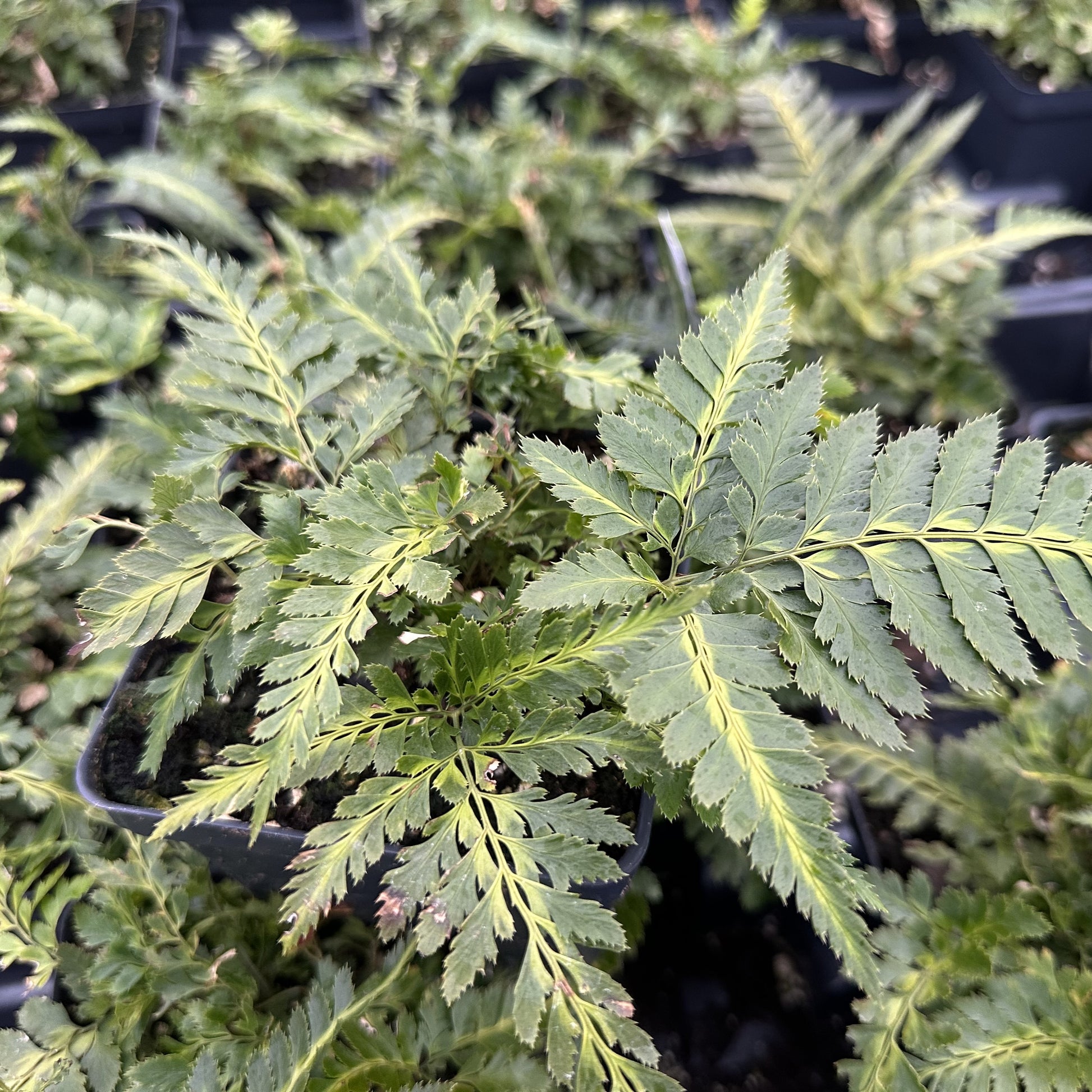 East India Holly Fern 1Q
