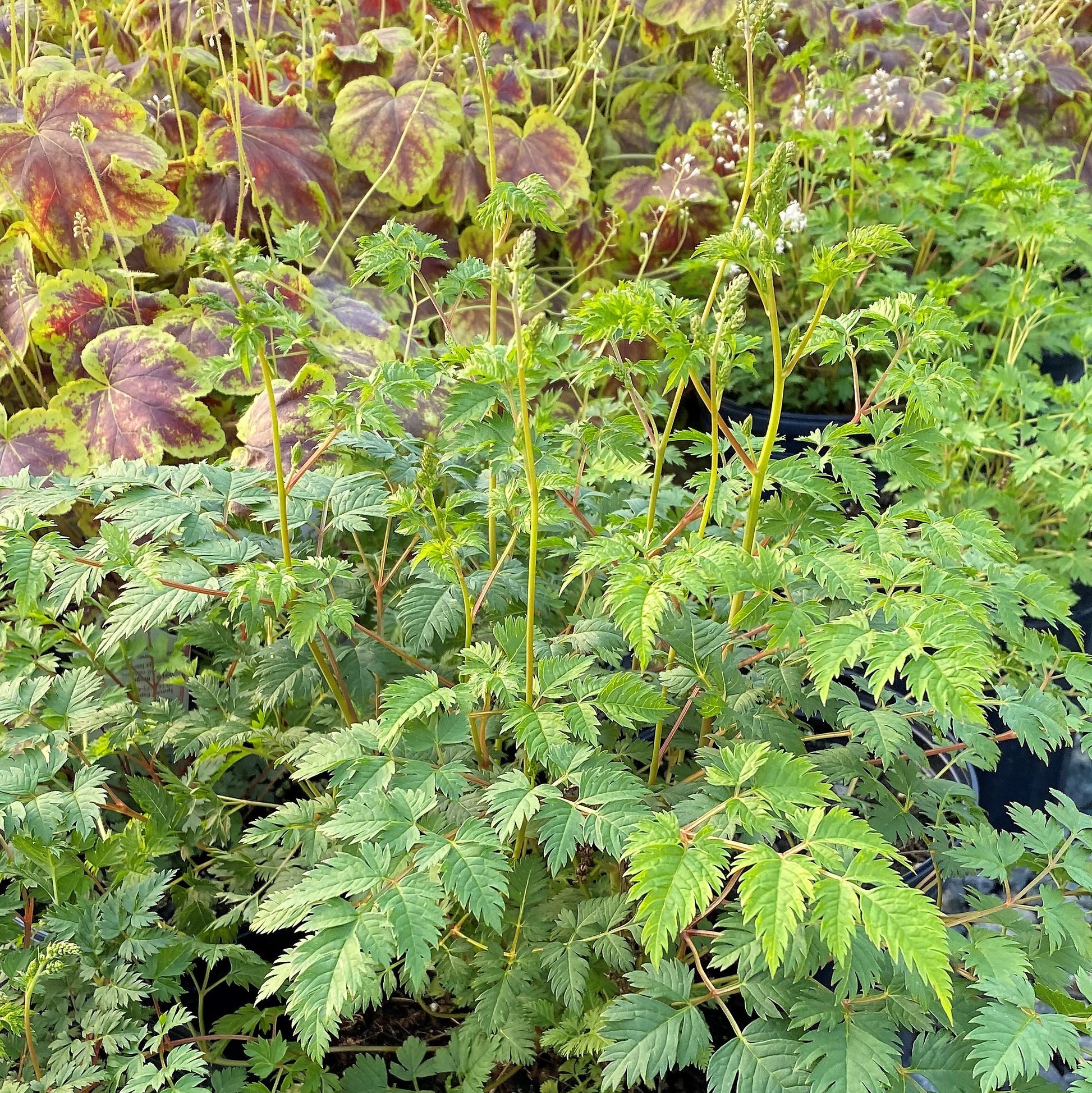 Aruncus aethusifolius 1Q