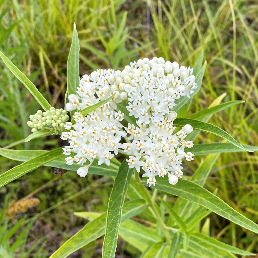 Asclepias incarnata Ice Ballet 1G