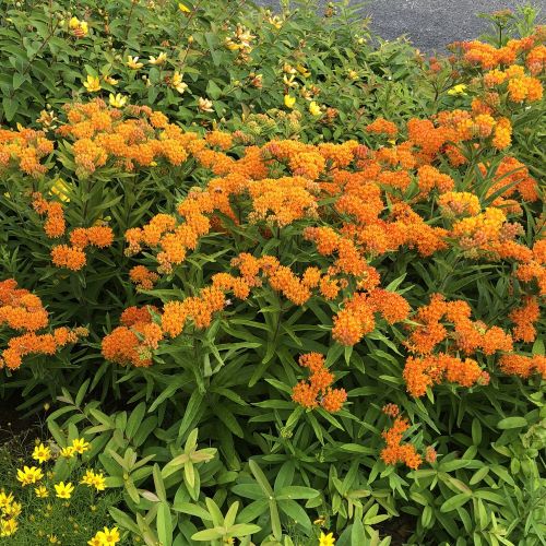 Asclepias tuberosa 1G