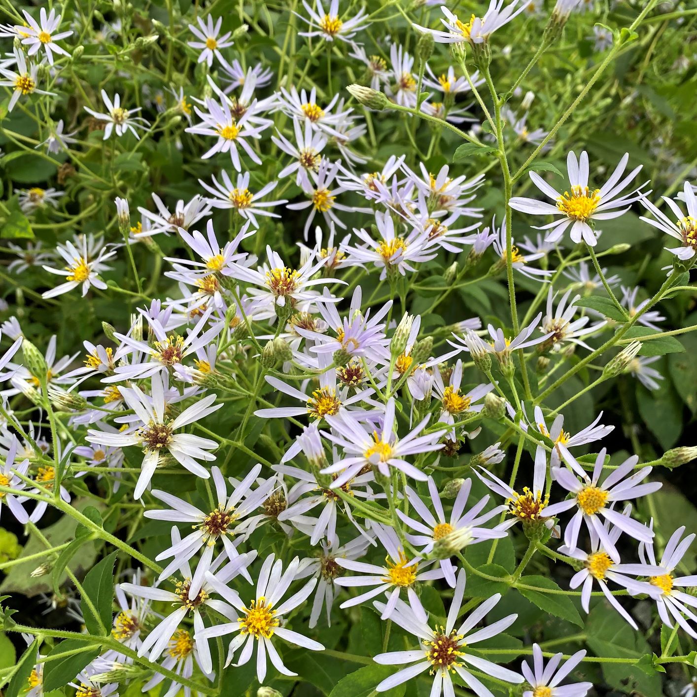 Aster macrophyllus Twilight DP50