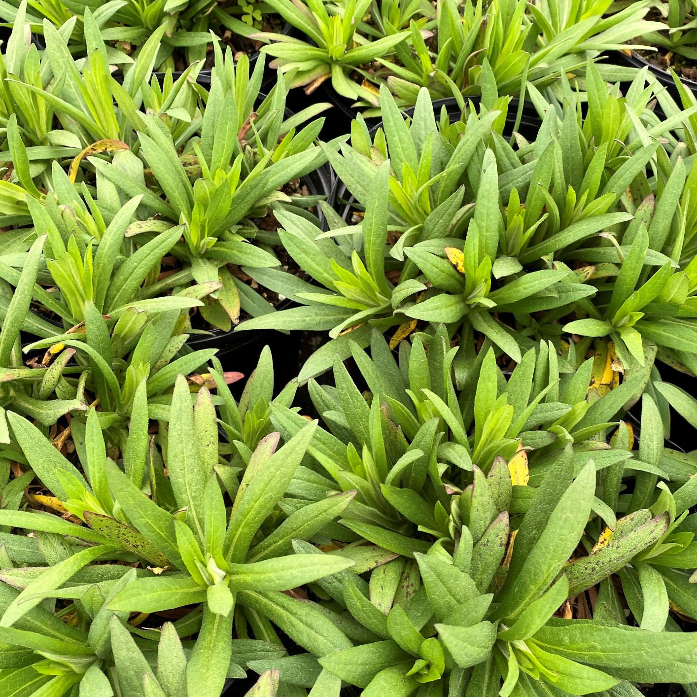 Aster novae-angliae Purple Dome 1Q