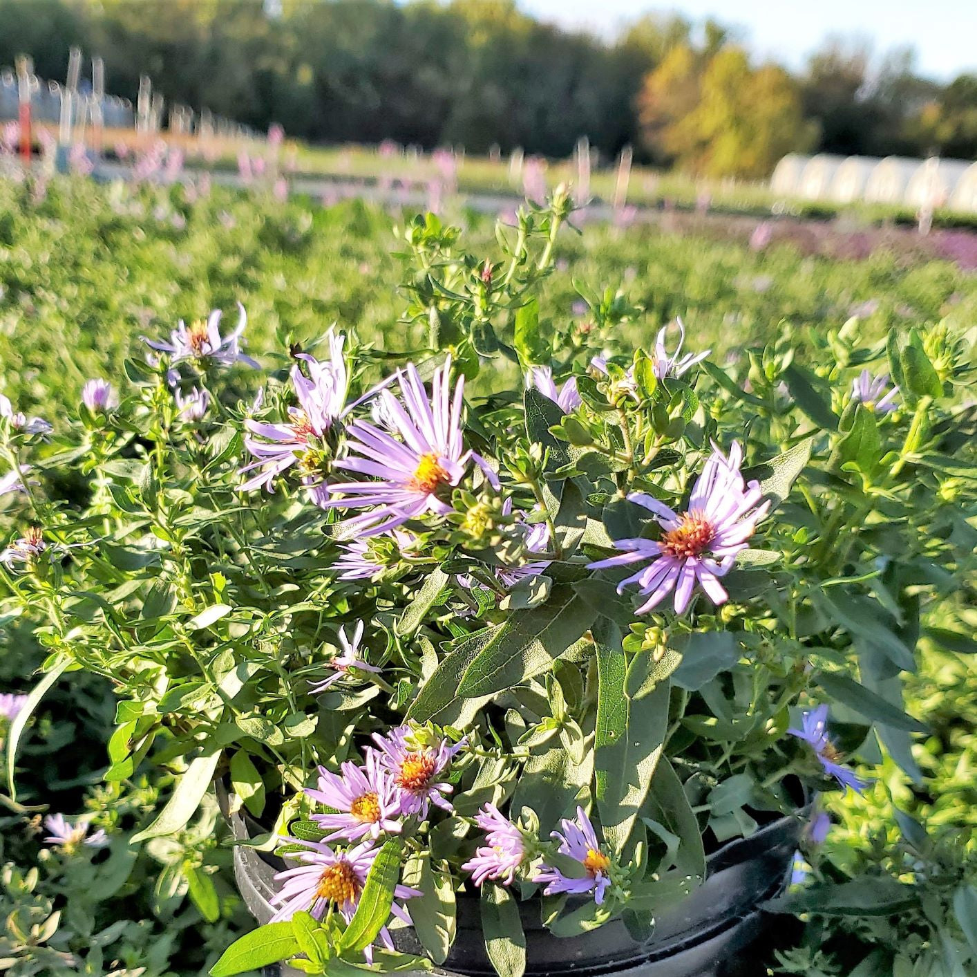 Aster oblongifolius Raydon's Favorite DP50