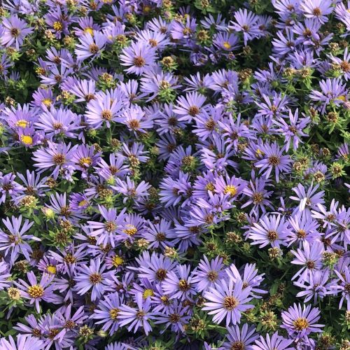 Aster oblongifolius October Skies 1G