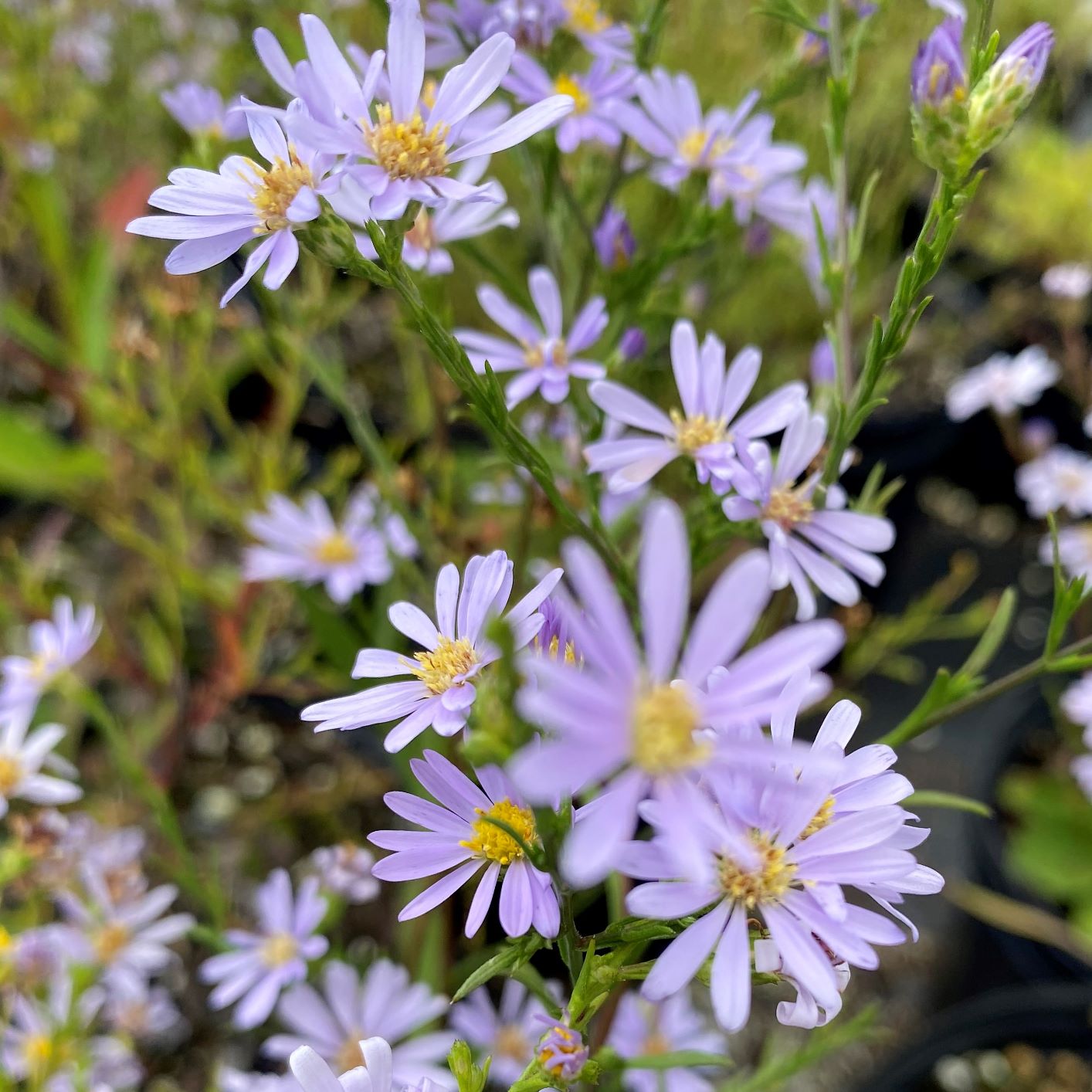 Aster azureus 1Q