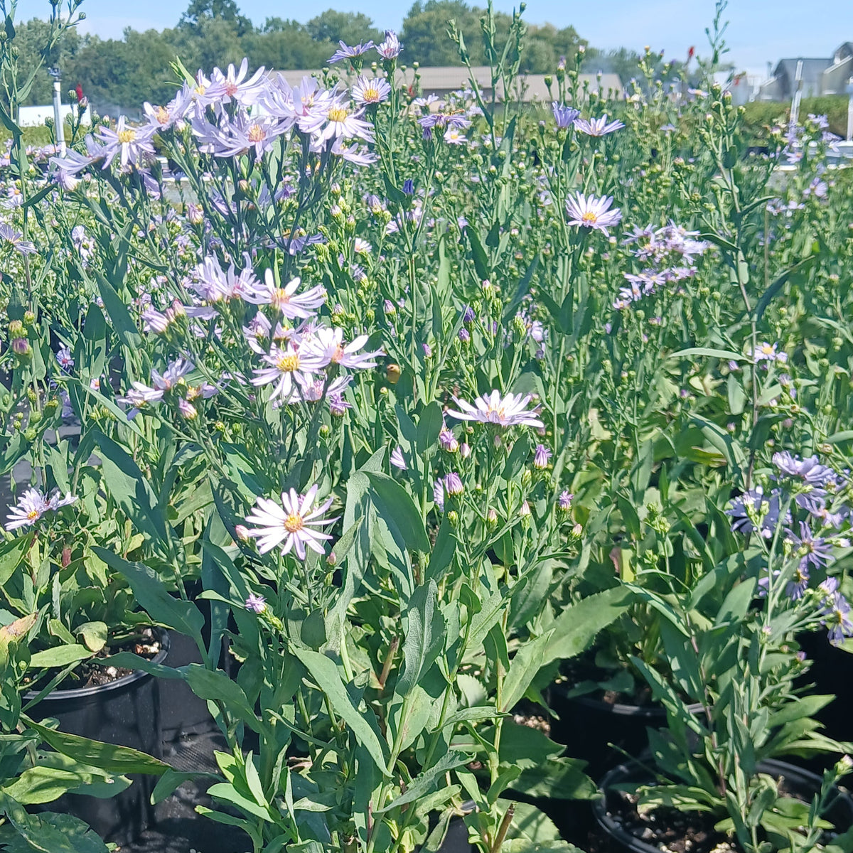 Aster laevis 1G