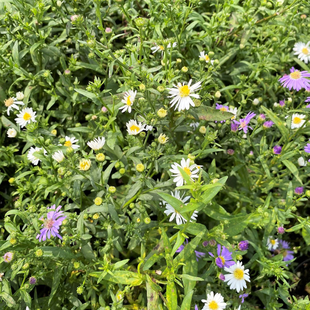 Aster novi-belgii 1Q
