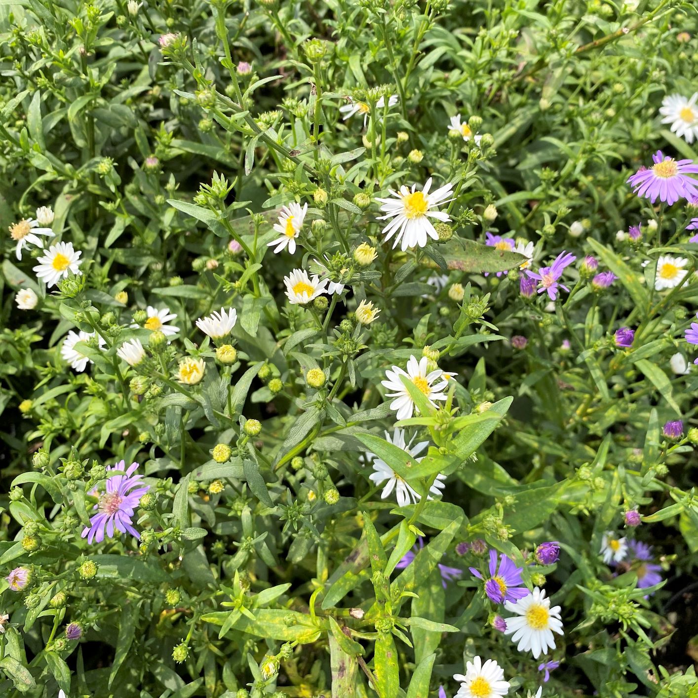 Aster novi-belgii 1Q