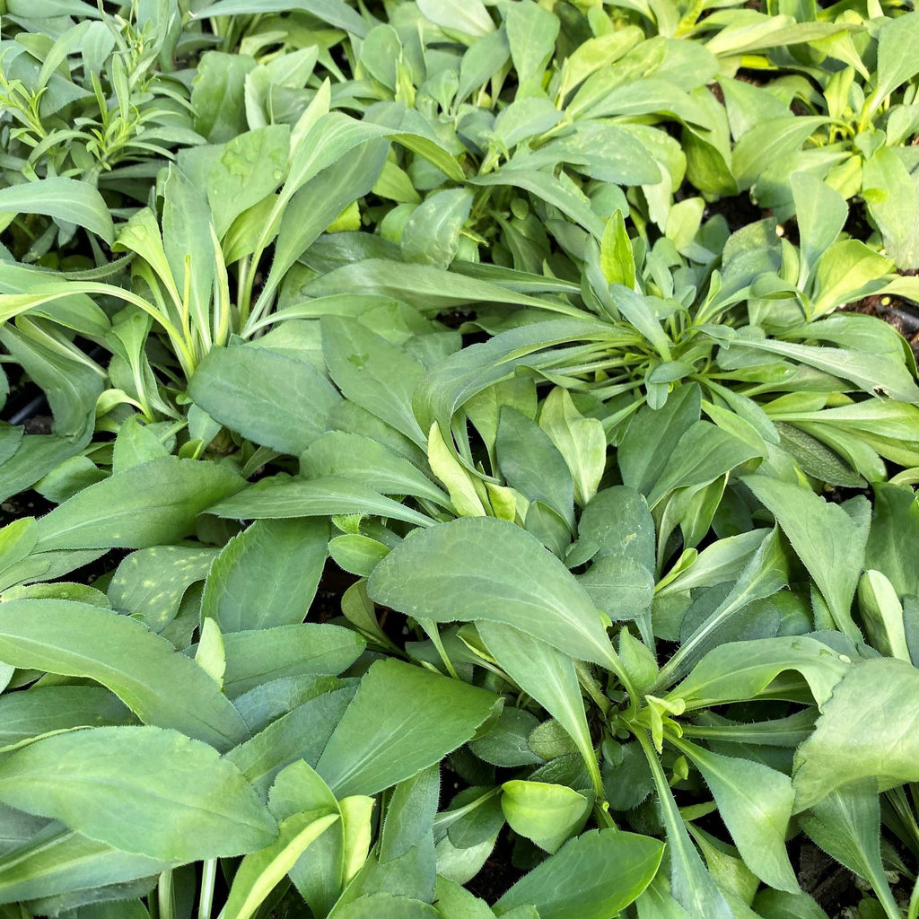 Aster pilosus 1Q