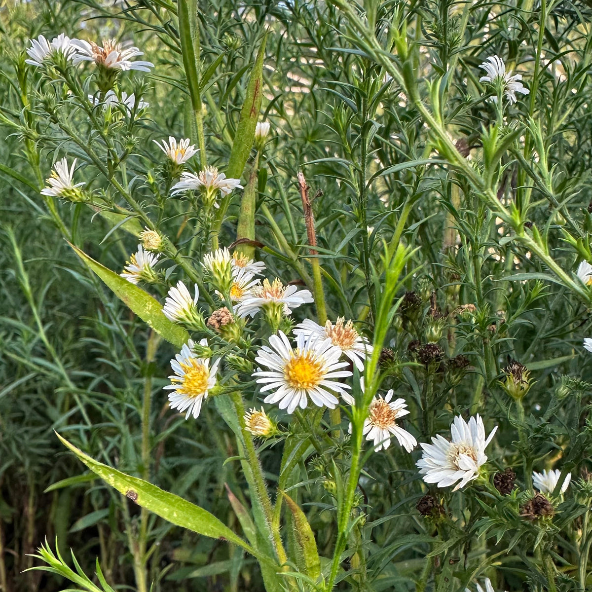 Aster pilosus 1Q
