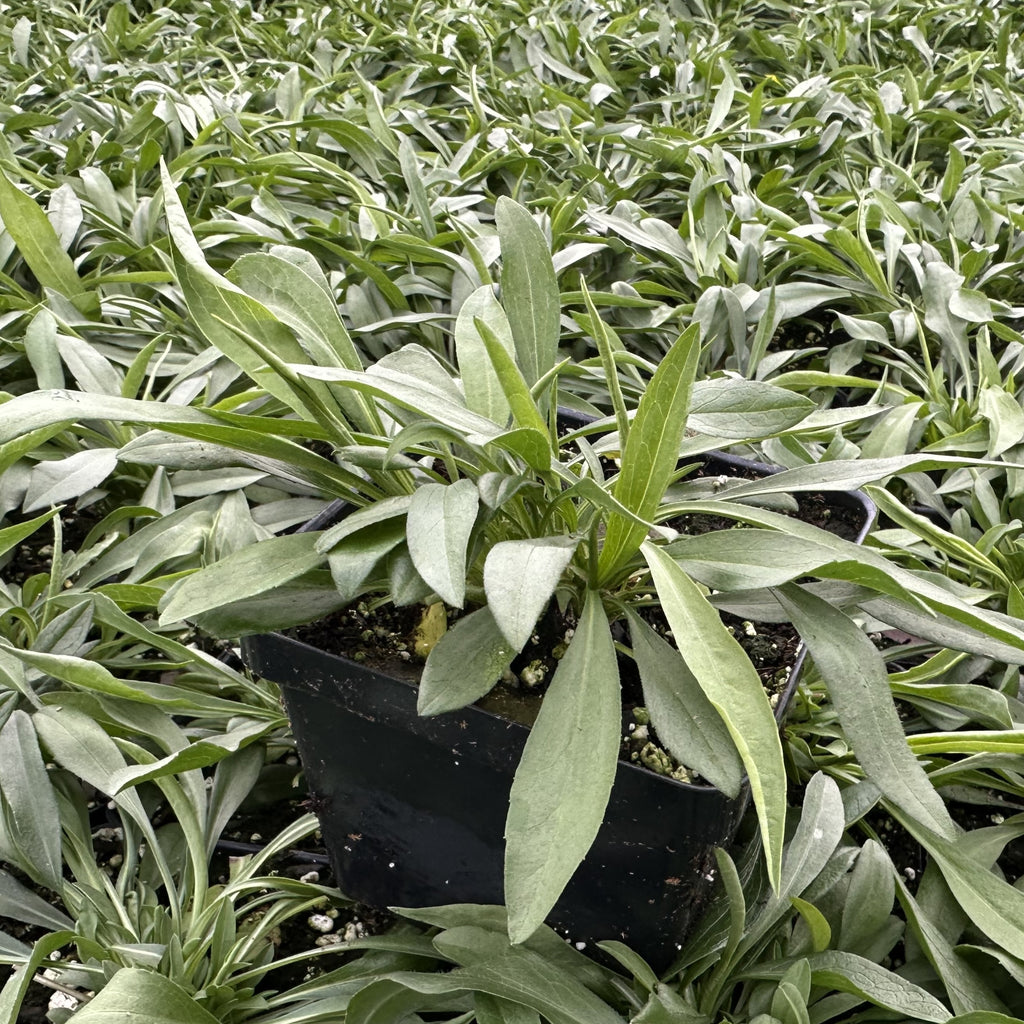 Aster pilosus 1Q