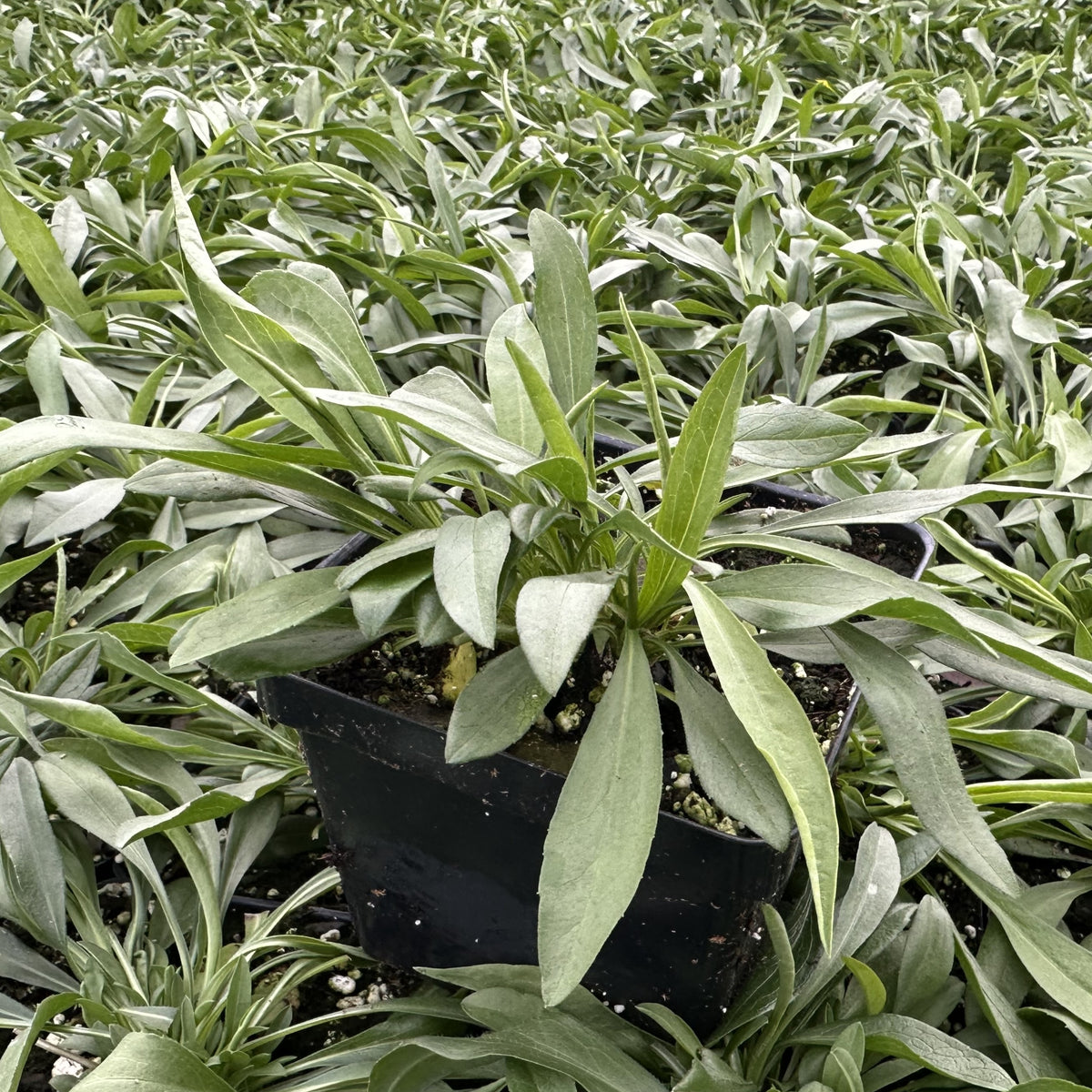 Aster pilosus 1Q