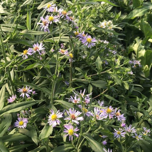 Aster puniceus 1Q