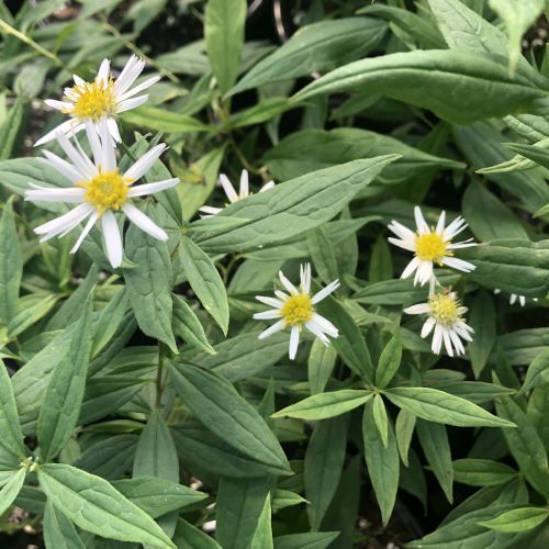 Aster umbellatus DP50