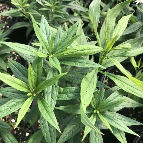 Aster umbellatus DP50